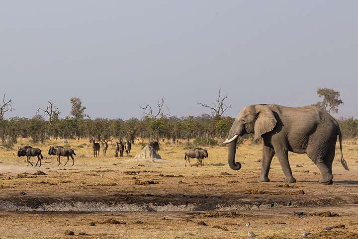 African Bush Elephant (Loxodonta africana), or African Savanna Elephant, at waterhole en route from Savuti to Moremi Game Reserve