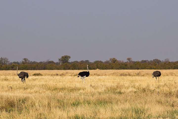 Common Ostrich (Struthio camelus) spotted en route from Savuti to Moremi Game Reserve