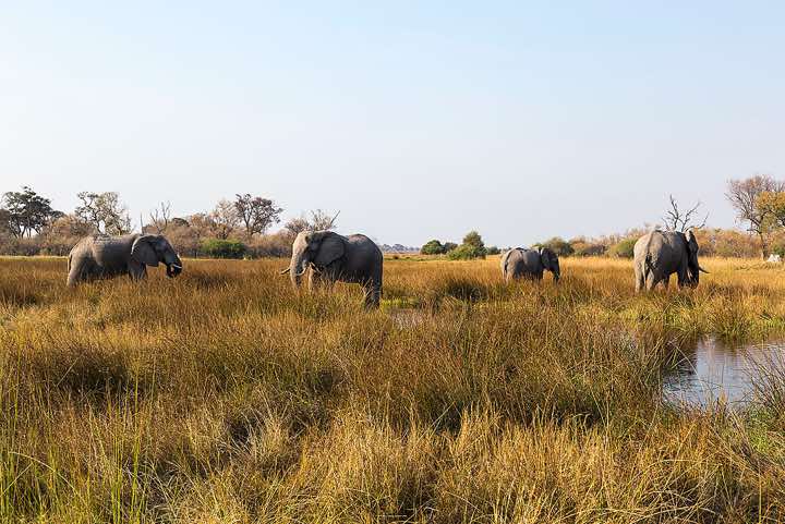 Group of African Bush Elephants (Loxodonta africana), or African Savanna Elephants, Moremi Game Reserve