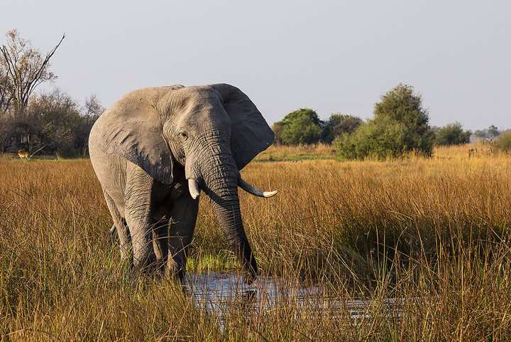 African Bush Elephant (Loxodonta africana), or African Savanna Elephant, Moremi Game Reserve
