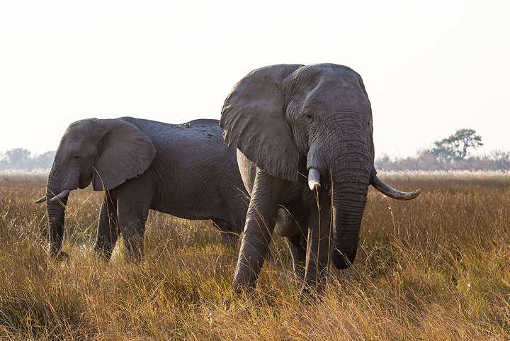 African Bush Elephants (Loxodonta africana), or African Savanna Elephants, Moremi Game Reserve