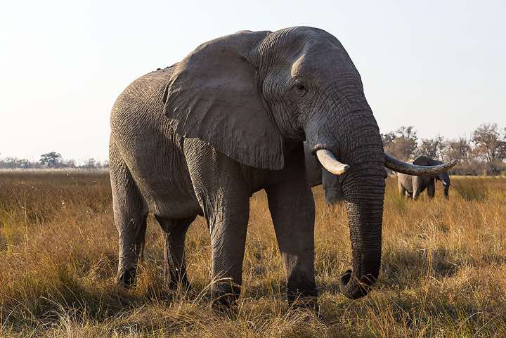 African Bush Elephant (Loxodonta africana), or African Savanna Elephant, Moremi Game Reserve