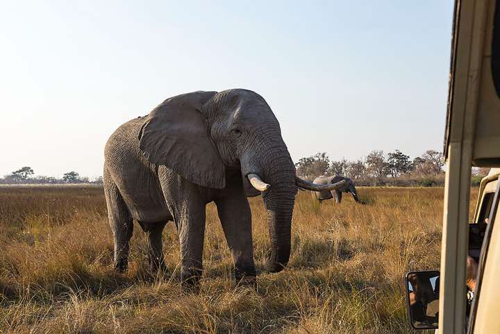 African Bush Elephant (Loxodonta africana), or African Savanna Elephant, Moremi Game Reserve