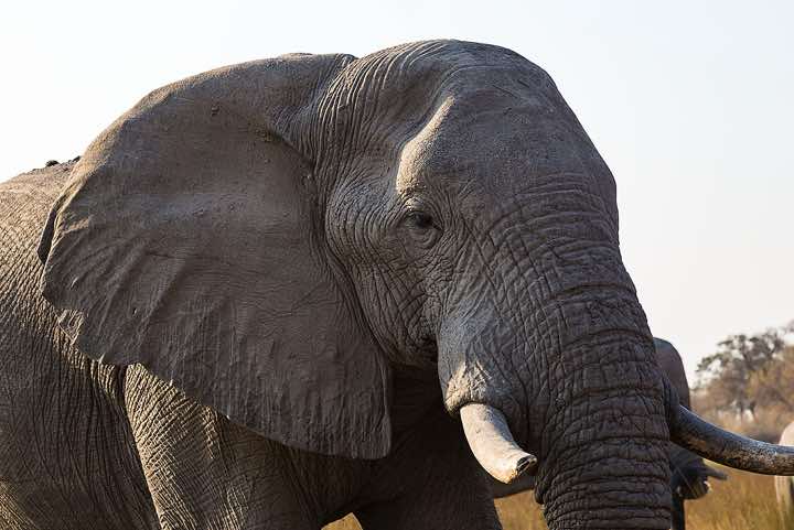 African Bush Elephant (Loxodonta africana), or African Savanna Elephant, Moremi Game Reserve