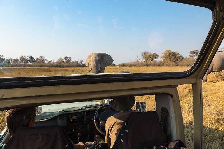 African Bush Elephant (Loxodonta africana), or African Savanna Elephant, Moremi Game Reserve