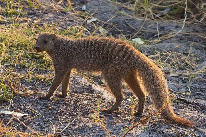 Banded Mongoose (Mungos mungo), Moremi Game Reserve