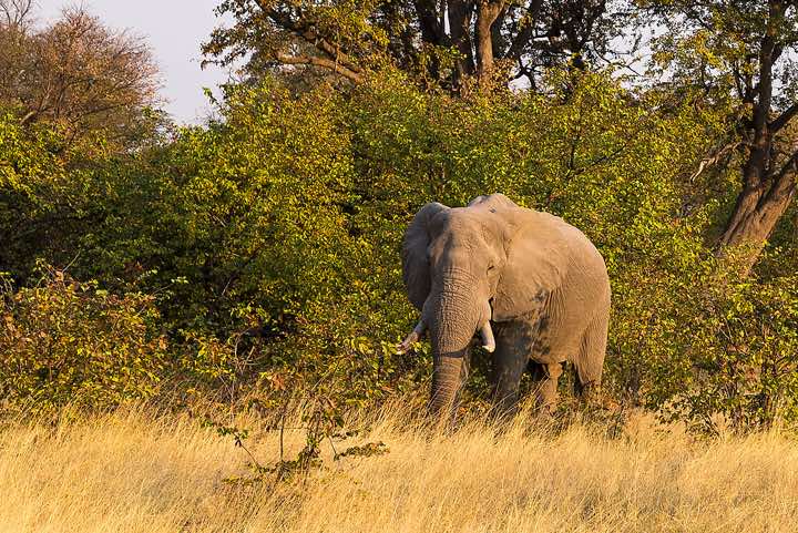 African Bush Elephant (Loxodonta africana), or African Savanna Elephant, Moremi Game Reserve