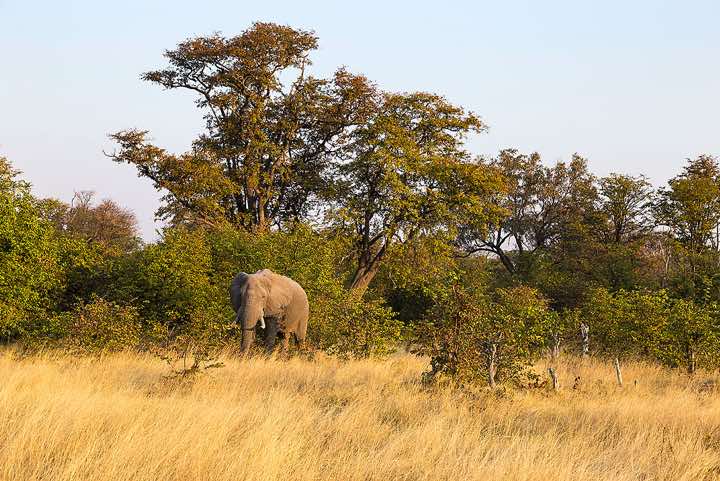 African Bush Elephant (Loxodonta africana), or African Savanna Elephant, Moremi Game Reserve
