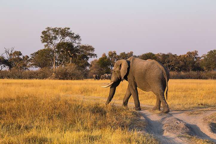 African Bush Elephant (Loxodonta africana), or African Savanna Elephant, Moremi Game Reserve