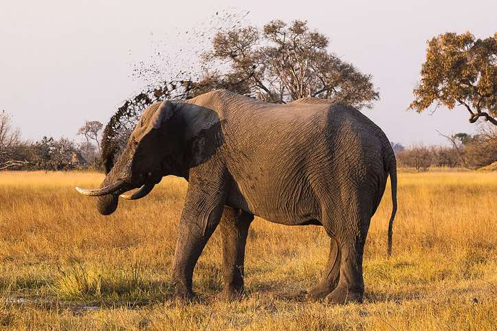 African Bush Elephant (Loxodonta africana), or African Savanna Elephant, Moremi Game Reserve