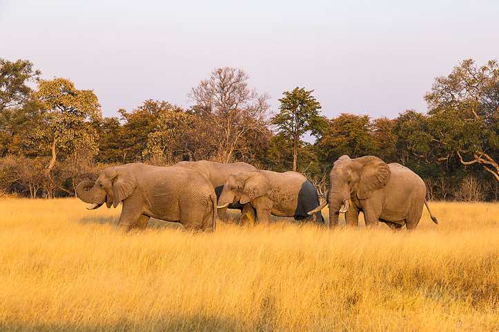 Group of African Bush Elephants (Loxodonta africana), or African Savanna Elephants, Moremi Game Reserve