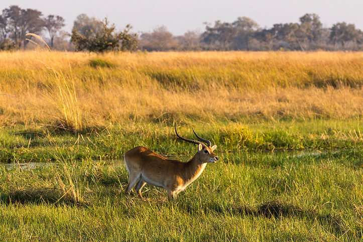 Male Red Lechwe (Kobus leche), Moremi Game Reserve