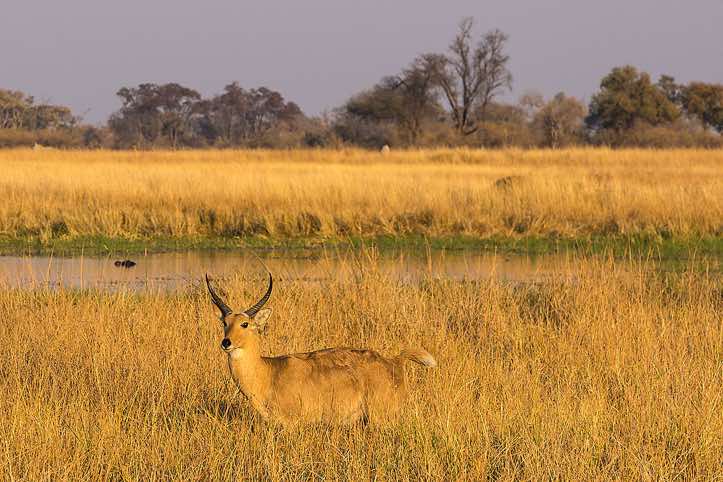 Male Southern Reedbuck (Redunca arundinum), Moremi Game Reserve