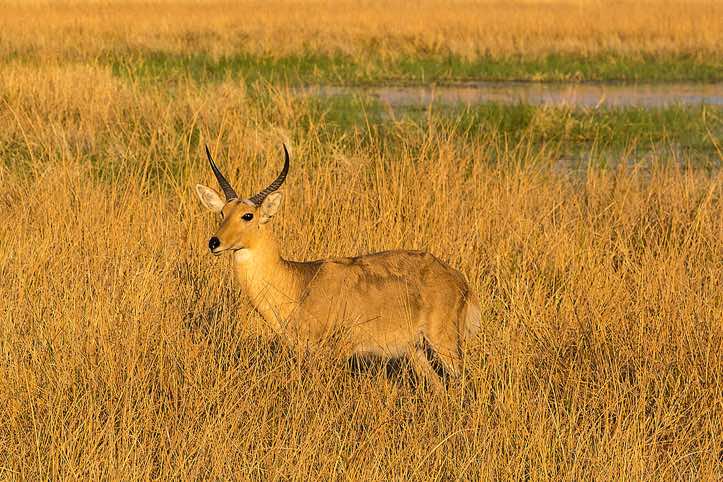 Male Southern Reedbuck (Redunca arundinum), Moremi Game Reserve