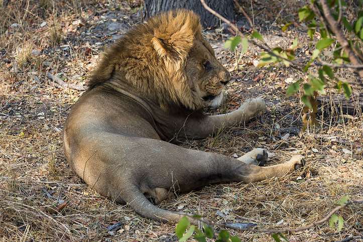 Male lion (Panthera leo), Moremi Game Reserve