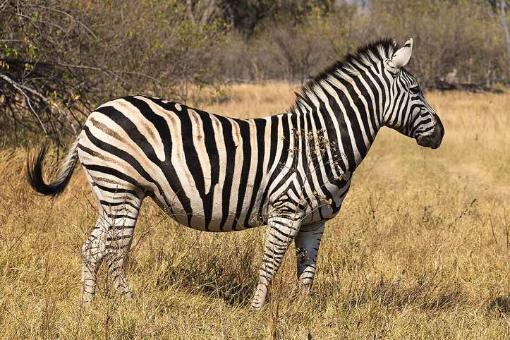Burchell's Zebra (Equus quagga burchellii), Moremi Game Reserve