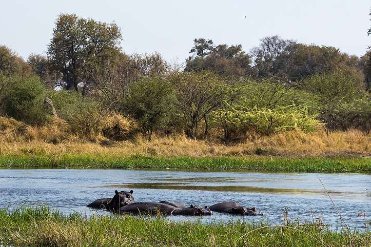 Hippopotamous (Hippopotamus amphibius), Moremi Game Reserve