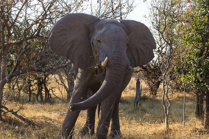 Approaching African Bush Elephant (Loxodonta africana), or African Savanna Elephant, Moremi Game Reserve
