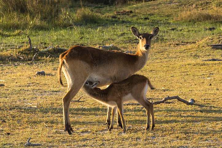 Female Red Lechwe (Kobus leche), Moremi Game Reserve