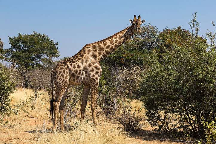 Southern Giraffe (Giraffa giraffa), Chobe National Park