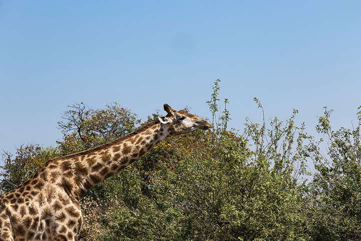 Southern Giraffe (Giraffa giraffa), Chobe National Park