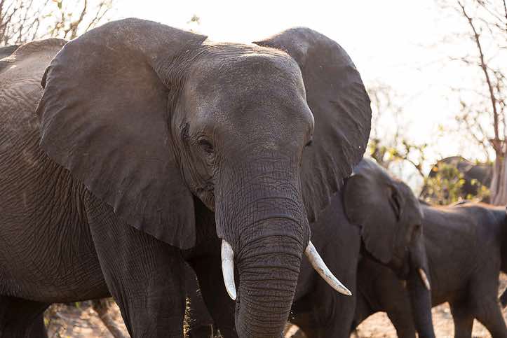 African Bush Elephant (Loxodonta africana), or African Savanna Elephant, Chobe National Park