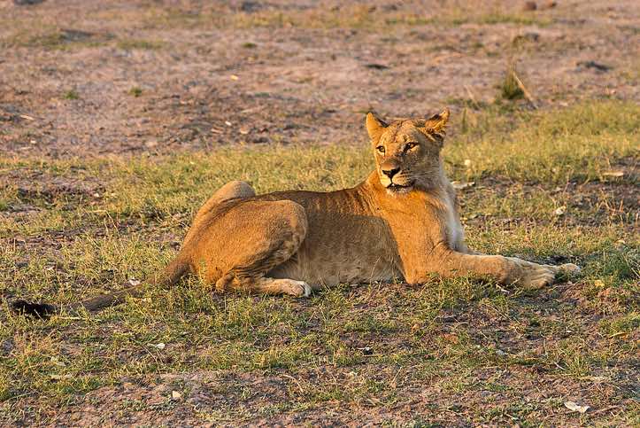 Female Lion (Panthera leo), Chobe National Park