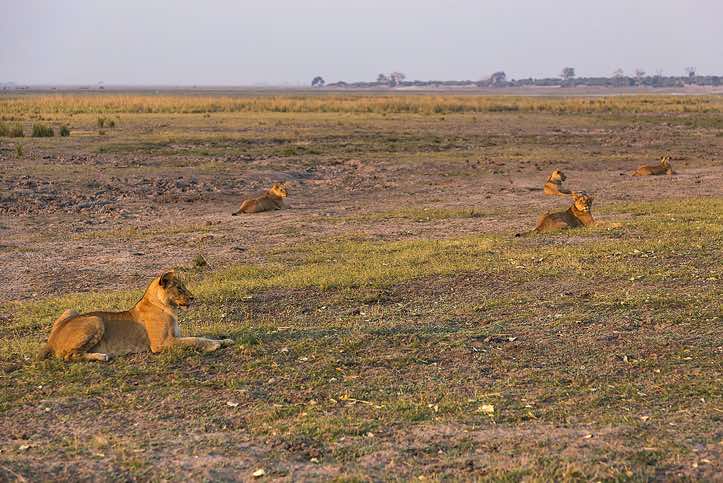 Female Lions (Panthera leo), Chobe National Park