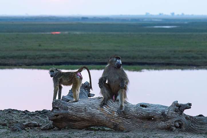 Chacma Baboons (Papio ursinus), Chobe River, Chobe National Park