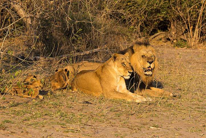 Lions (Panthera leo), Chobe National Park