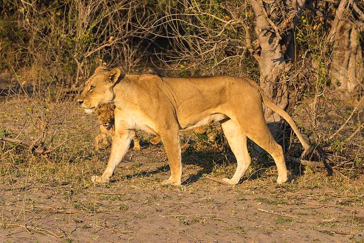 Female Lion (Panthera leo), Chobe National Park