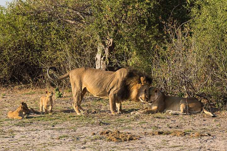 Lions (Panthera leo), Chobe National Park