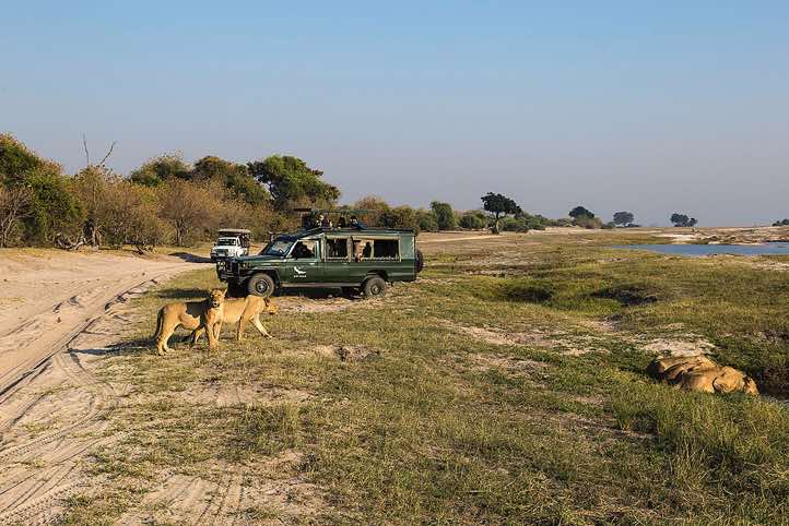 Lions (Panthera leo) and tourists, Chobe River waterfront, Chobe National Park