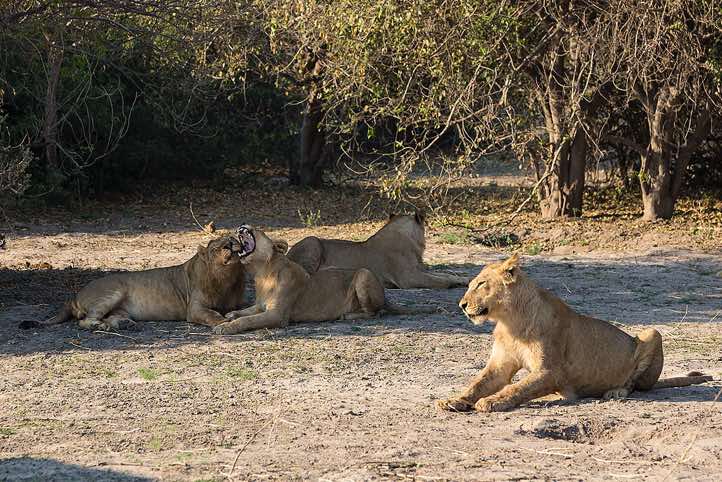 Group of Lions (Panthera leo), Chobe National Park