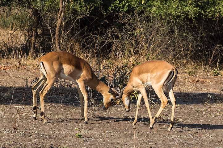 Common Impalas (Aepyceros melampus), Chobe National Park
