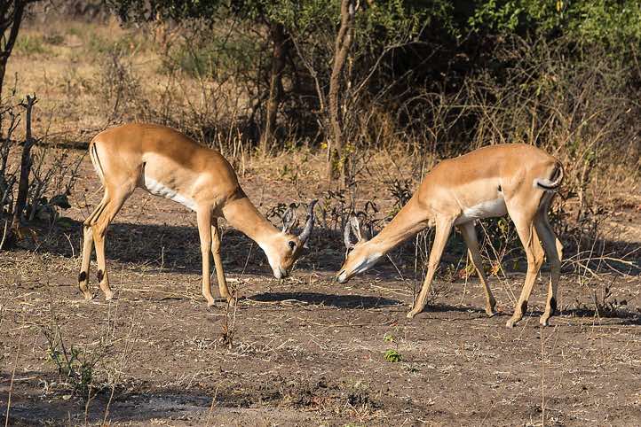 Common Impalas (Aepyceros melampus), Chobe National Park