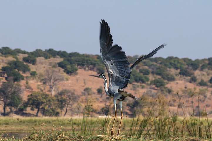 Grey Heron (Ardea cinerea), Chobe River, Chobe National Park