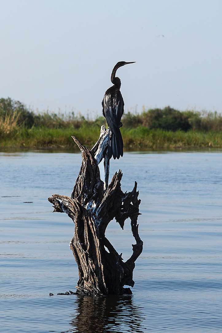 African Darter (Anhinga rufa), Chobe River, Chobe National Park