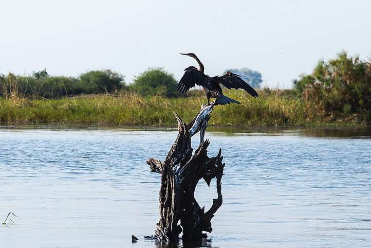 African Darter (Anhinga rufa) drying its wings, Chobe River, Chobe National Park