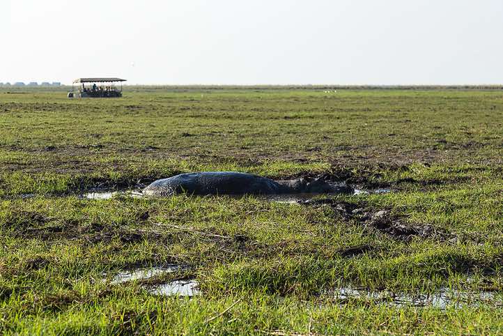 Hippopotamous (Hippopotamus amphibius), Chobe River, Chobe National Park