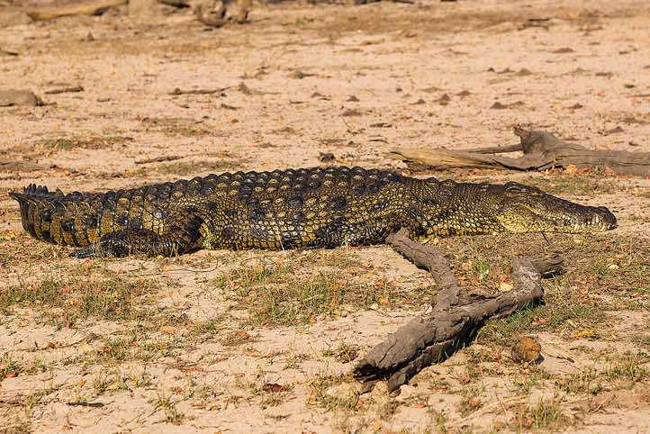 Nile Crocodile (Crocodylus niloticus) on the banks of the Chobe River, Chobe National Park