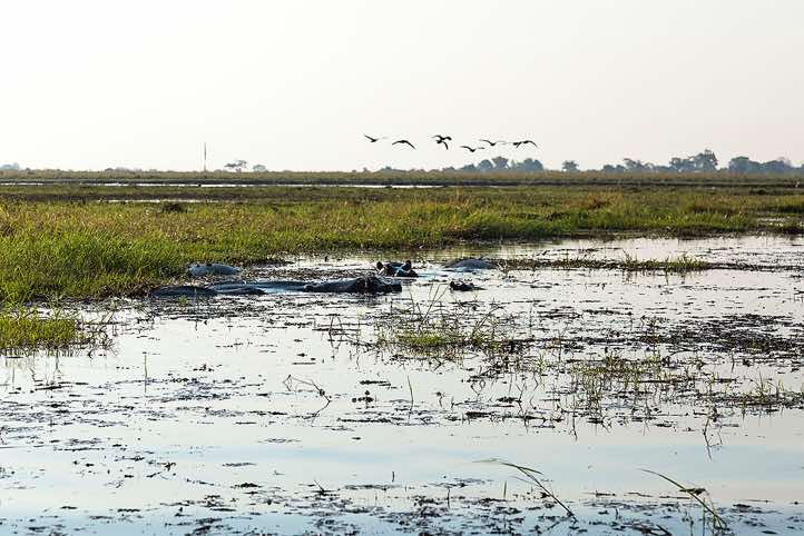 Hippopotamous (Hippopotamus amphibius), Chobe River, Chobe National Park