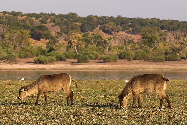 Female Waterbucks (Kobus ellipsiprymnus), Chobe River, Chobe National Park