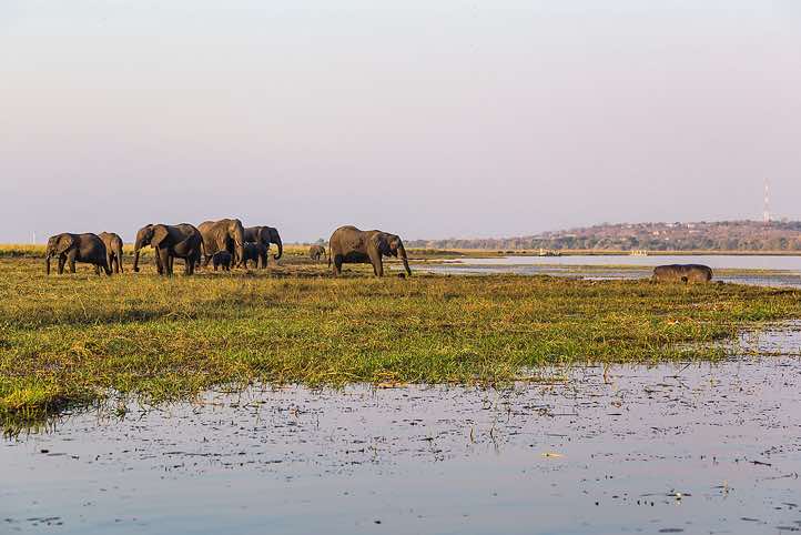 Group of African Bush Elephants (Loxodonta africana), or African Savanna Elephants on the banks of the Chobe River, Chobe National Park
