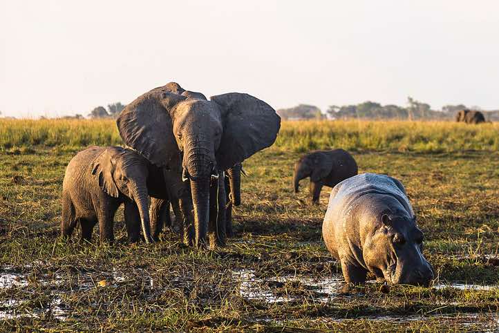 Hippopotamous (Hippopotamus amphibius) with African Bush Elephants (Loxodonta africana), or African Savanna Elephants, on the banks of the Chobe River, Chobe National Park
