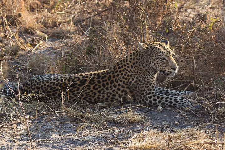 Leopard (Panthera pardus), Savuti region, Chobe National Park