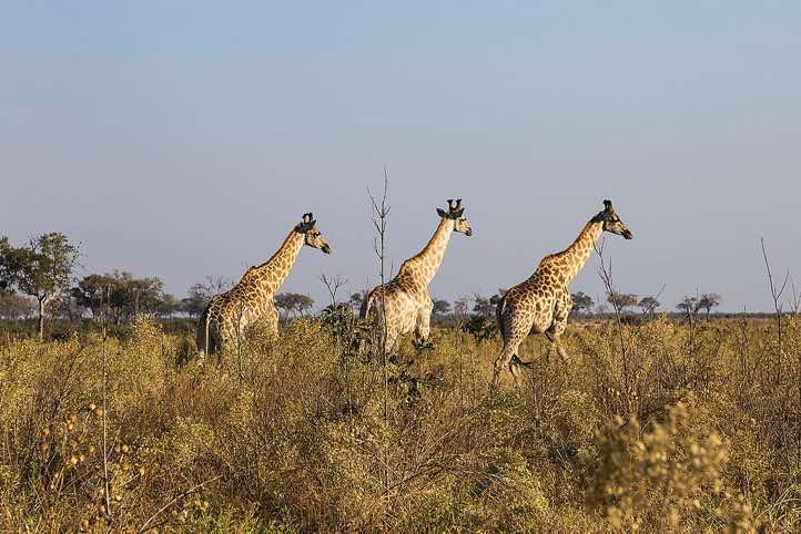 Southern Giraffes (Giraffa giraffa), Savuti region, Chobe National Park