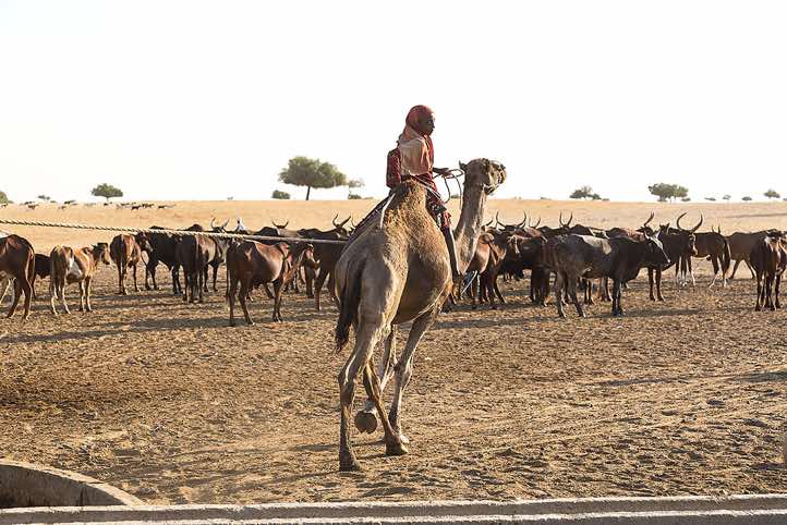 With a rope attached to a camel, a nomad girl pulls a water hose from a well