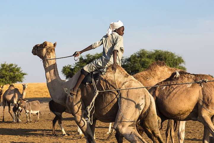 With a rope attached to a camel, a nomad boy pulls a water hose from a well
