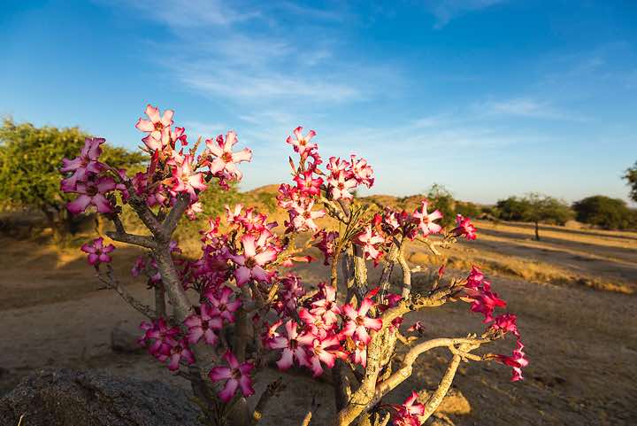 Splendid flowers near our campsite